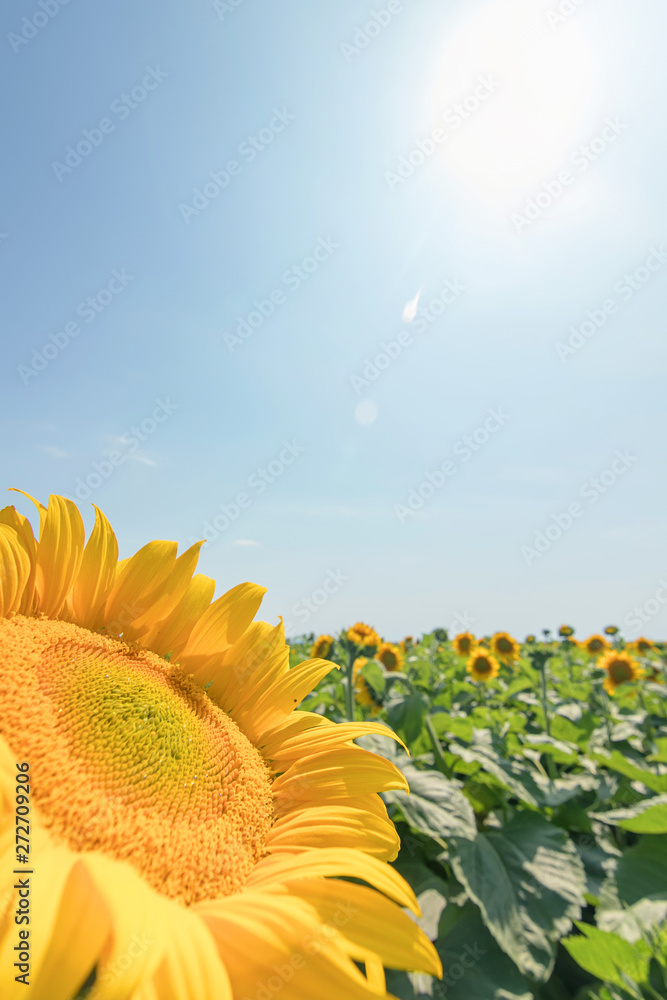 Obraz Sunflower, Field of blooming sunflowers