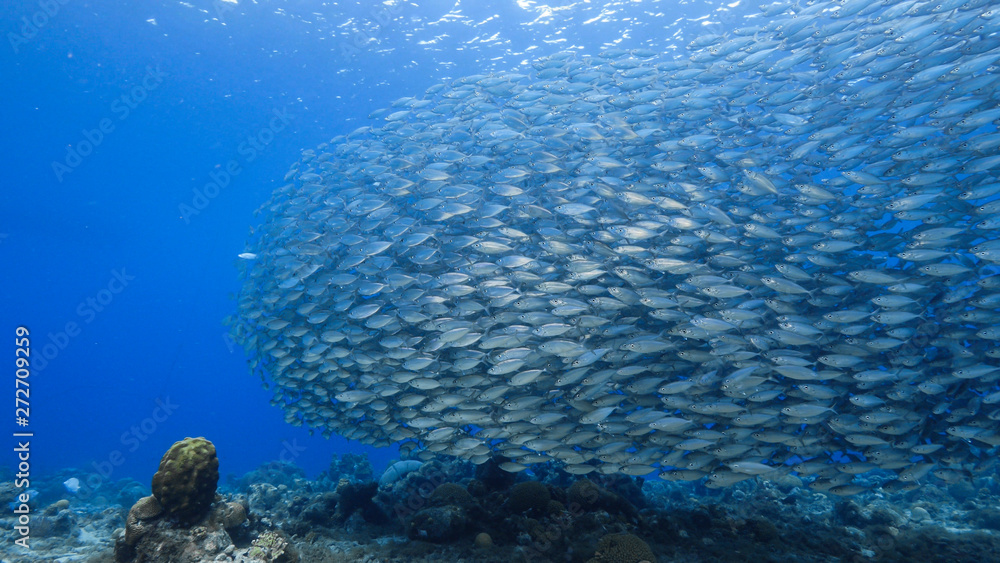 Bait ball in coral reef of Caribbean Sea around Curacao at dive site Playa Piskado Bait ball in coral reef of Caribbean Sea around Curacao at dive site Playa Piskado