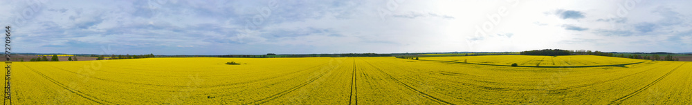 Aerial wide panoramic view on yellow field of blooming rapeseed with trees, sky, soil spot in the middle and tractor tracks.