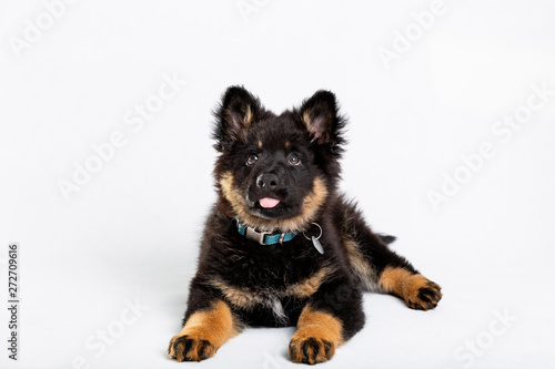 puppy of czech shepherd dog  lying  front view  tongue out  on white background.