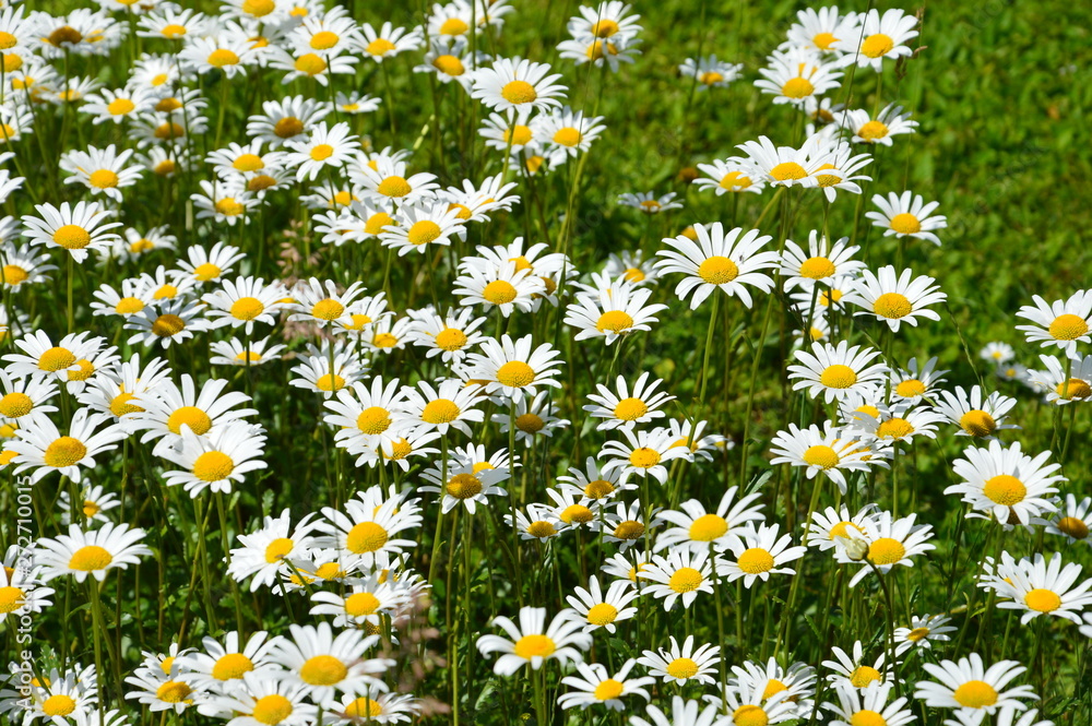 white daisy flower with sunlight in the garden white daisy flower with sunlight in the garden