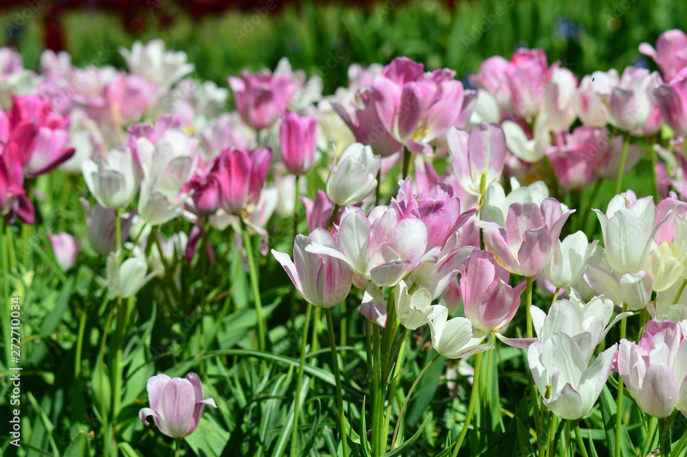 Fototapeta premium field of red tulips
