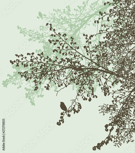 Silhouettes of b branches of linden tree in a spring forest