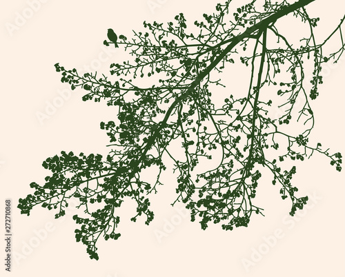 Silhouettes of branches of linden tree in spring