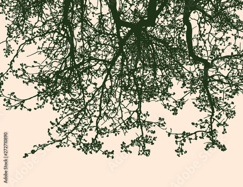 Silhouettes of flowering branches of linden tree