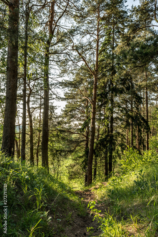 Obraz premium footpath in a pine forest, nature landscape