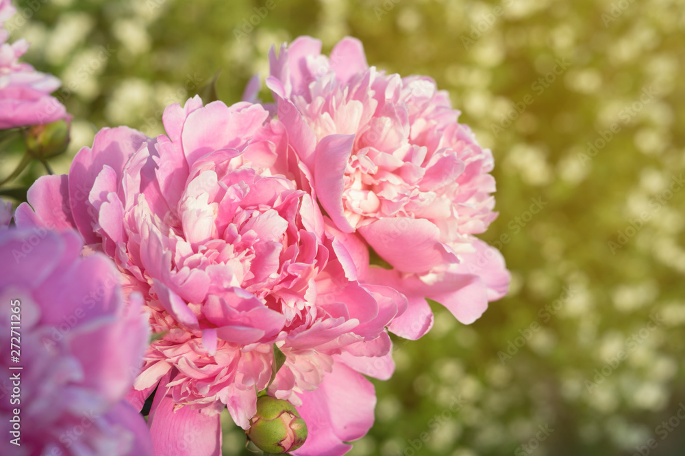 Fototapeta premium Flower peony