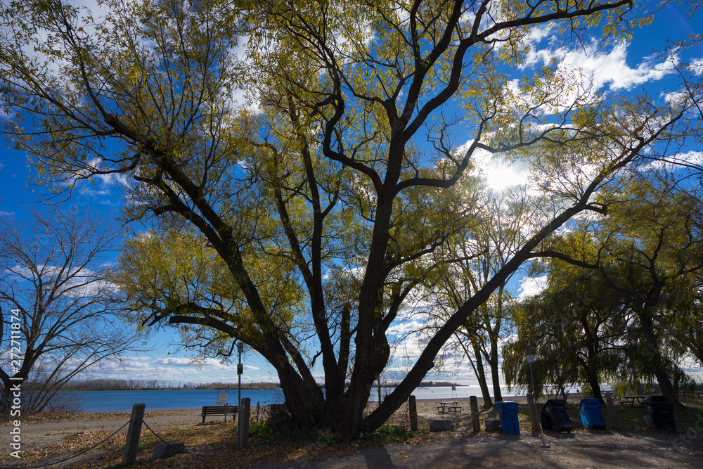 Tree silhouette on sunny day at Cherry Beach 