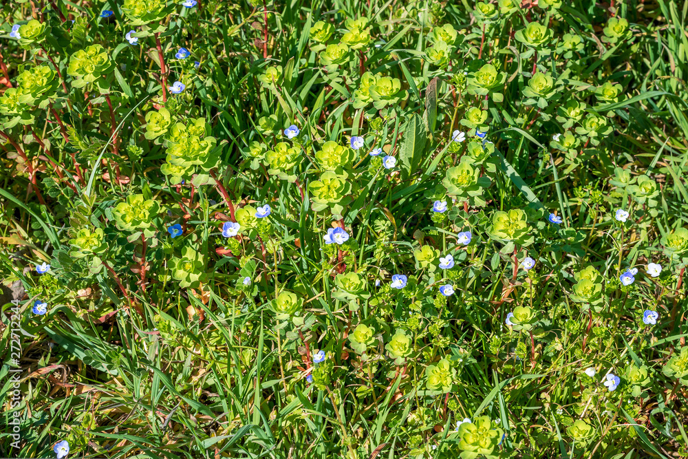 Background of violets in spring. Background of violets in spring.
