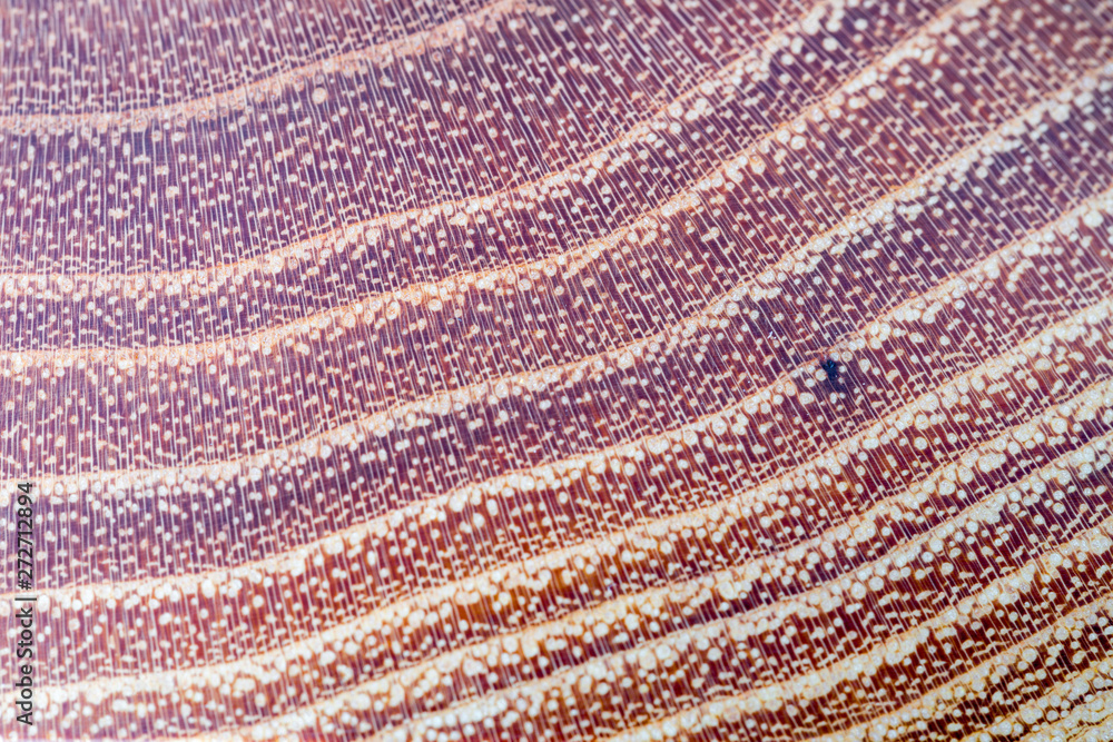 false acacia - robinia pseudoacacia wood texture background in macro lens shoot false acacia - robinia pseudoacacia wood texture background in macro lens shoot