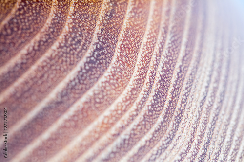 false acacia - robinia pseudoacacia wood texture background in macro lens shoot photo