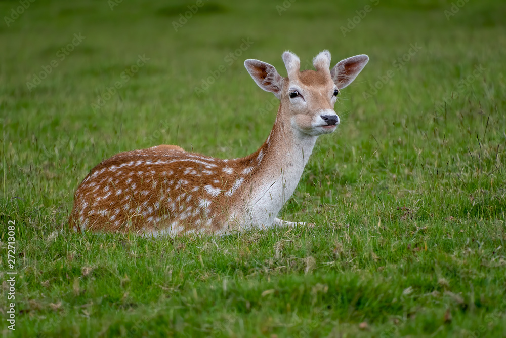 Fallow deer resting on some grass Fallow deer resting on some grass