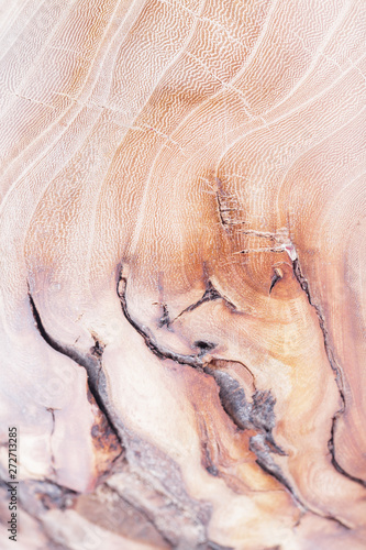 elm wood texture background in macro lens shoot