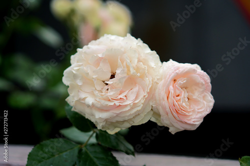 white rose with a pink shade