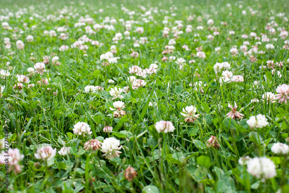 Fototapeta premium Clover flowers in the meadow in the park