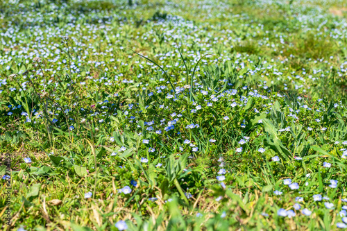 Meadow of the violets in spring.
