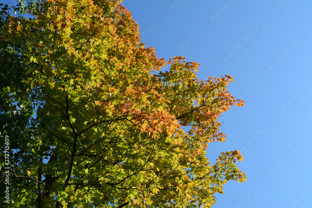 The beginning of autumn. Maple tree branches with green and orange leaves against clear blue sky. Beautiful image with place for text. The beginning of autumn. Maple tree branches with green and orange leaves against clear blue sky. Beautiful image with place for text.