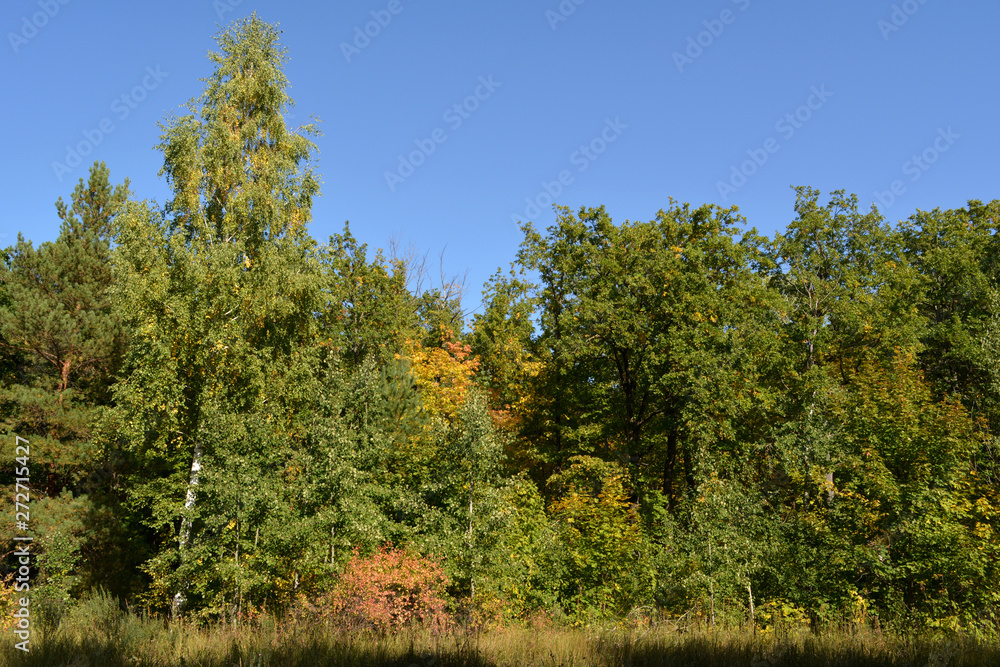 Edge of the forest in the beginning of fall season. Beautiful trees with green and yellow foliage on the background of blue sky. Edge of the forest in the beginning of fall season. Beautiful trees with green and yellow foliage on the background of blue sky.
