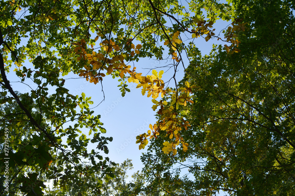 Green and yellow forest in the beginning of autumn. View on oak tree branches from below. Foliage against the sky. Green and yellow forest in the beginning of autumn. View on oak tree branches from below. Foliage against the sky.