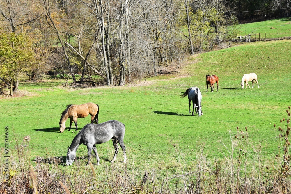Fototapeta premium Five Horses Grazing