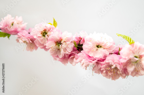 Prunus triloba isolated over white