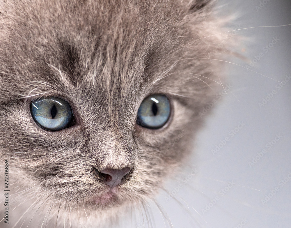 Portrait of a gray small kitten close-up Portrait of a gray small kitten close-up