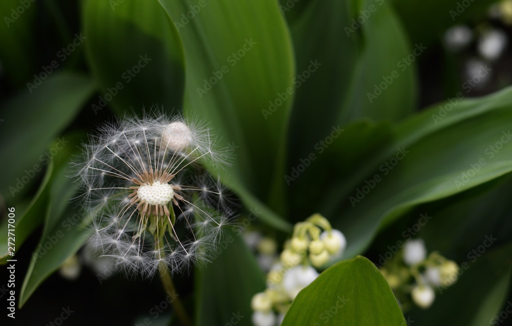 Pretty White Dandelion Flower Closeup Macro Garden Background Pretty White Dandelion Flower Closeup Macro Garden Background