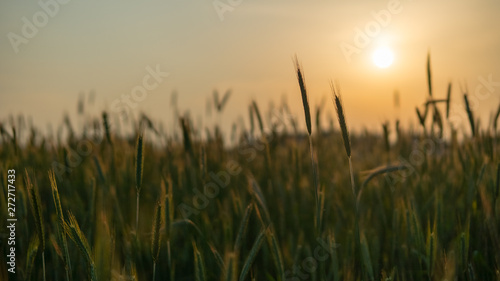 A beautiful view of the growing grains of the grain at sunset field before the be gold. A beautiful sunset in a rural climate near the city
