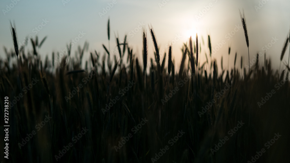Fototapeta premium A beautiful view of the growing grains of the grain at sunset field before the be gold. A beautiful sunset in a rural climate near the city