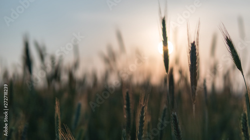 A beautiful view of the growing grains of the grain at sunset field before the be gold. A beautiful sunset in a rural climate near the city