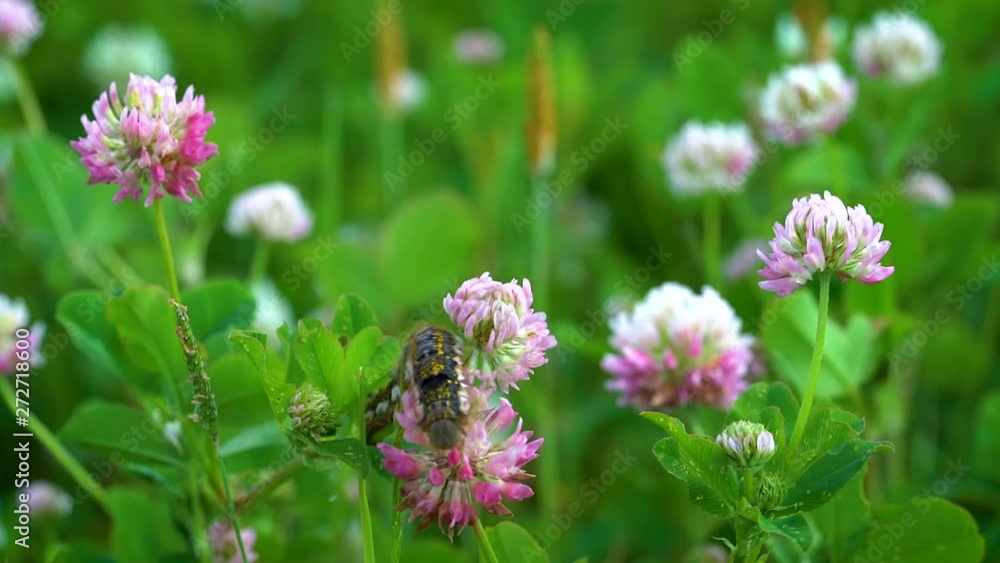 A fluffy black caterpillar with yellow stripes on its back crawls over pink clover flowers on a Sunny day in a meadow. A fluffy black caterpillar with yellow stripes on its back crawls over pink clover flowers on a Sunny day in a meadow.