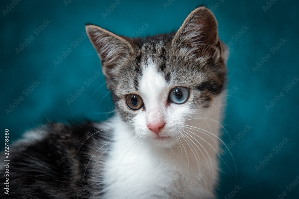 Odd eyed kitten Odd eyed kitten