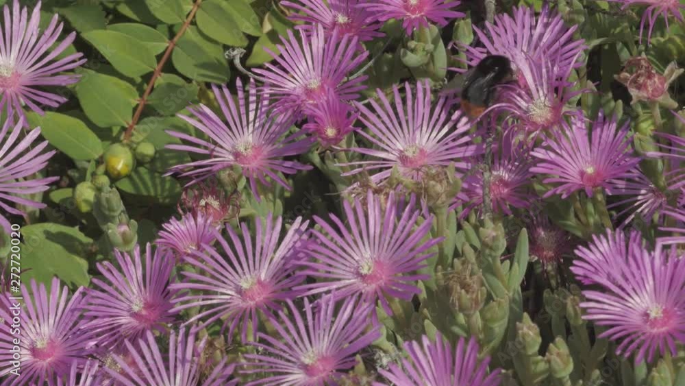 Un bourdon butine des fleurs de pourpier vivace Un bourdon butine des fleurs de pourpier vivace
