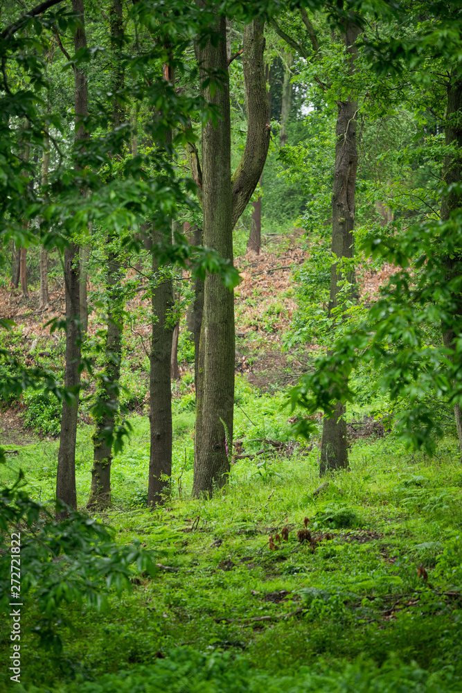 Rainy British Woodland