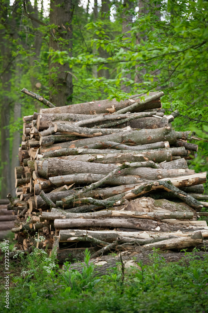 Chopped Logs in British Woodland