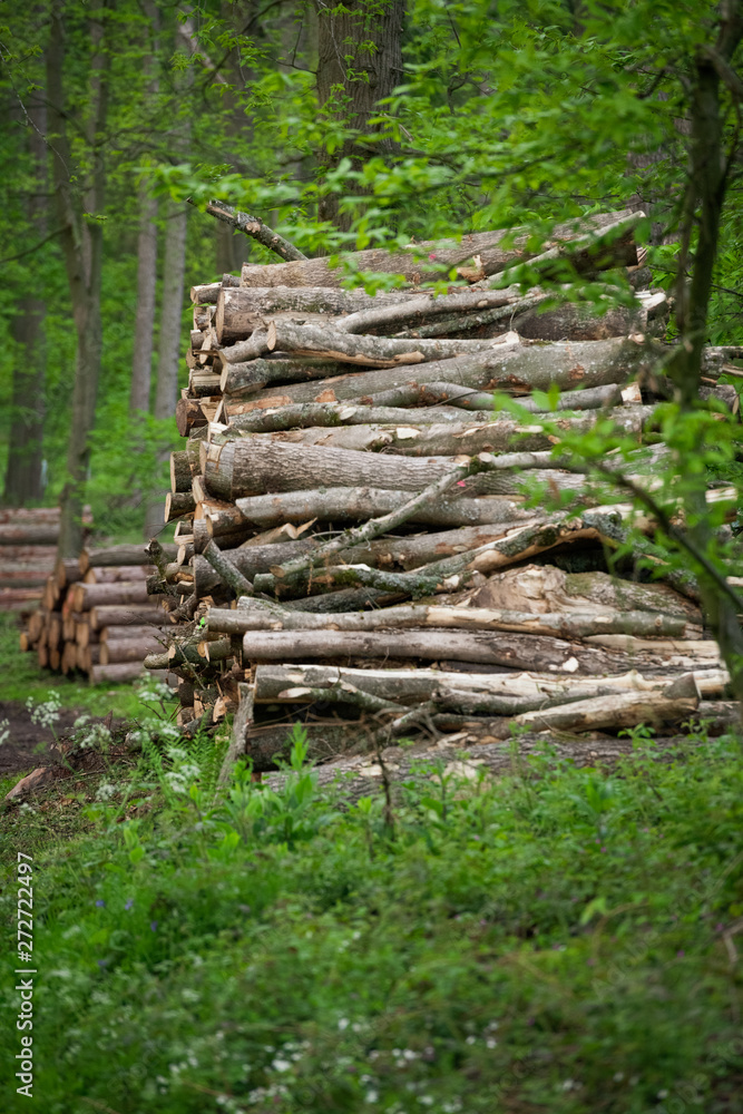 Chopped Logs in British Woodland
