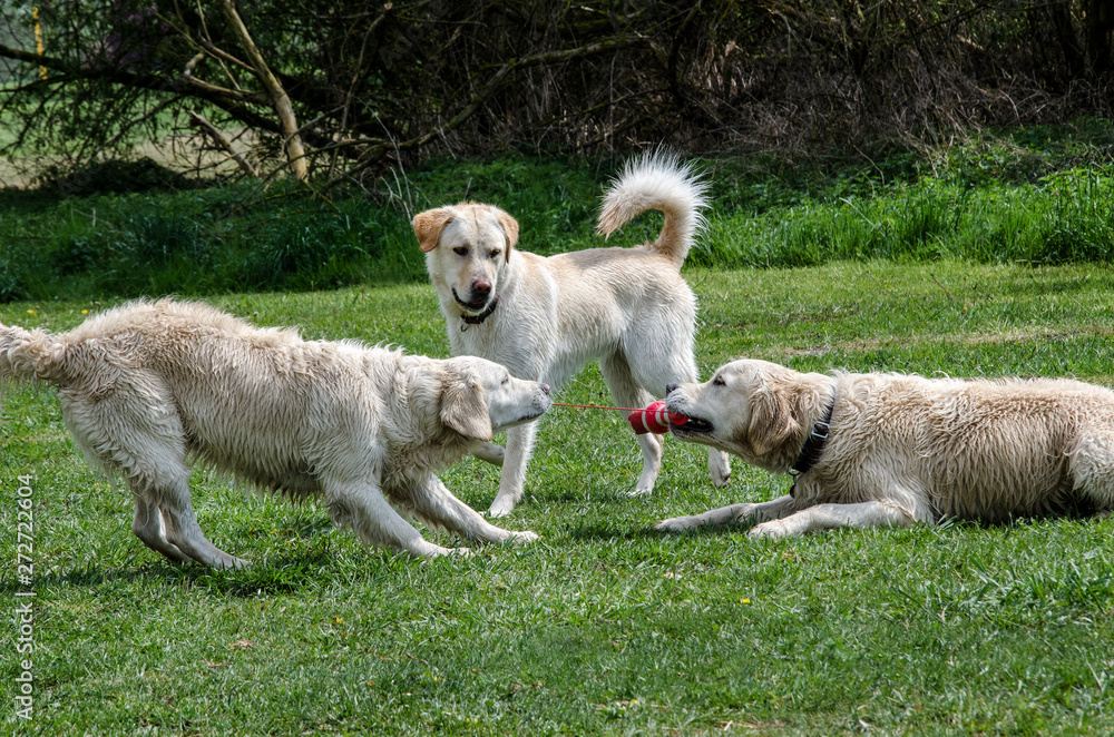 3 Golden Retriever spielen mit dem Hundespielzeug in der Hundezone am Altmühlsee Gunzenhausen 3 Golden Retriever spielen mit dem Hundespielzeug in der Hundezone am Altmühlsee Gunzenhausen