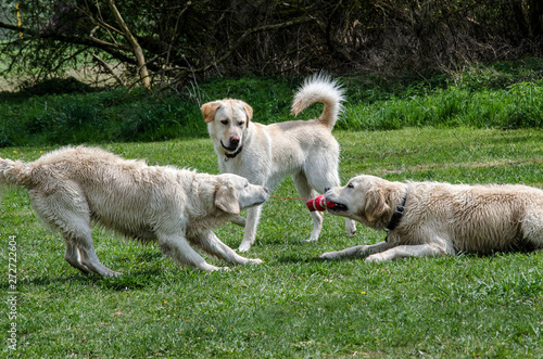 3 Golden Retriever spielen mit dem Hundespielzeug in der Hundezone am Altm  hlsee Gunzenhausen