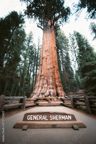 General Sherman Tree, the world's largest tree by volume, Sequoia National Park, California, USA