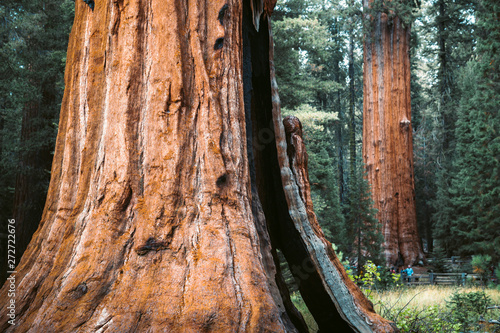 Giant sequoia trees in Sequoia National Park, California, USA