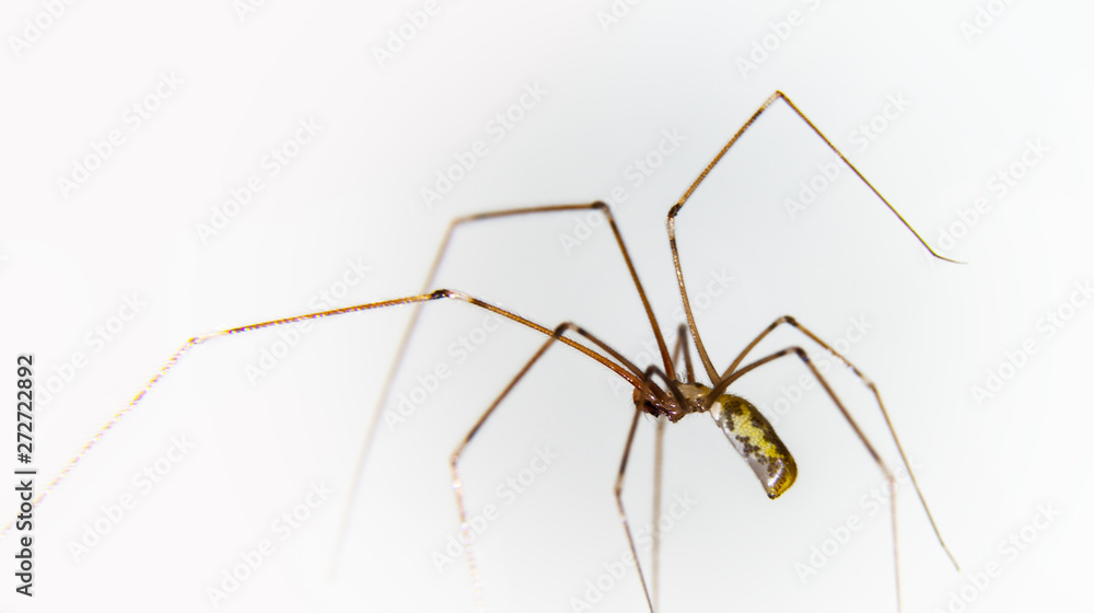 Macro spiders and other insects. Macro spiders and other insects.