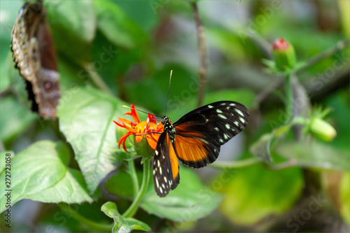 Black, Orange and White Spotted Butterfly Sipping Nectar