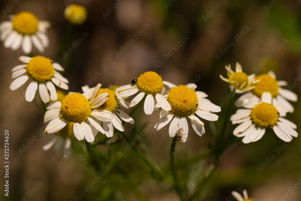 Blooming Wild Flowers Matricaria Chamomilla Or Matricaria Recutita Or Chamomile. Wild Chamomile on a summer meadow. Habitat insects.	