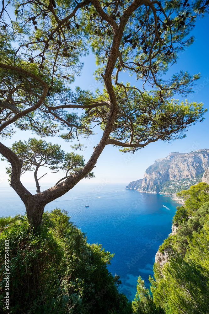 Bright scenic view through Mediterranean pine trees of the the iconic cliffs of the island of Capri, near Naples, Italy