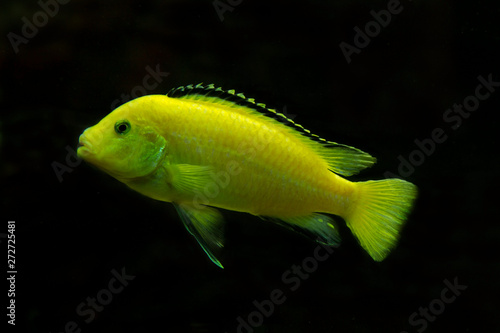  Lemon yellow lab, blue streak hap, electric yellow, yellow prince (Labidochromis caeruleus).
