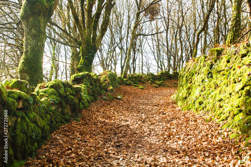 Dirt road covered by leaves surrounded by trees and bathed with sunbeams in Spanish winter. Santiago`s road. photo