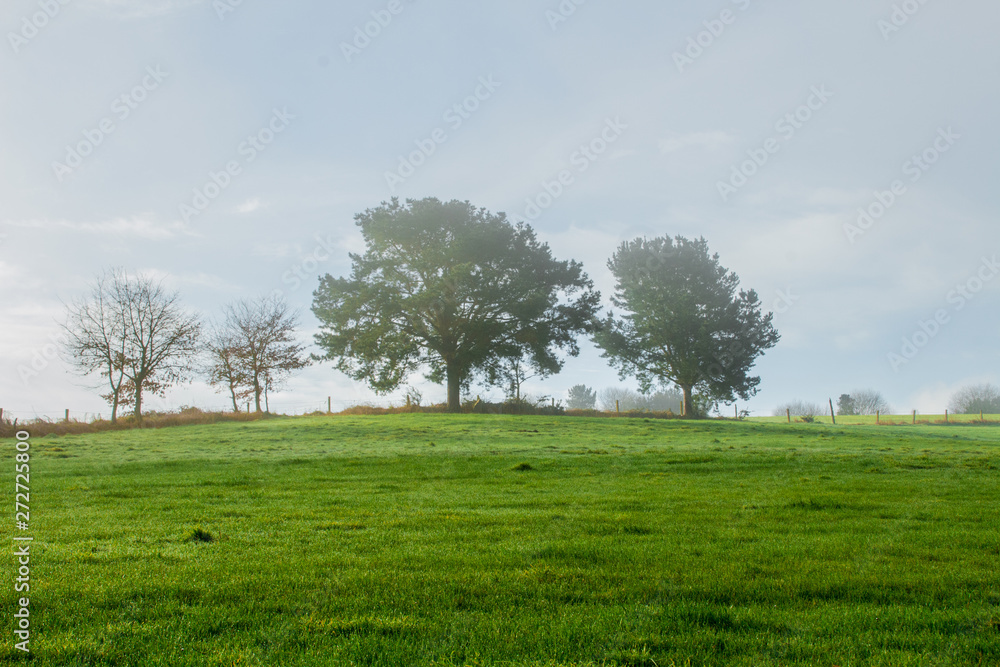 Landscape of a green field with a tree in the background. Visible clouds. Landscape of a green field with a tree in the background. Visible clouds.