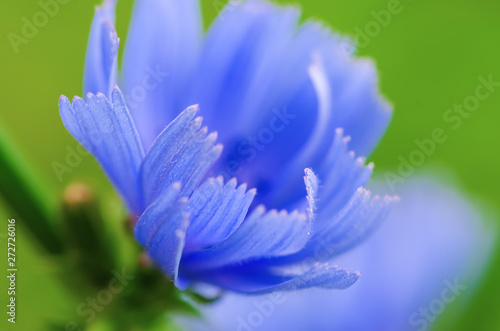 Chicory flower in nature