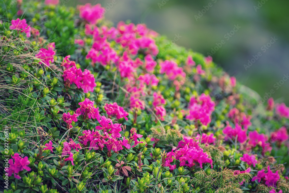 Obraz premium Rhododendron flowers in nature