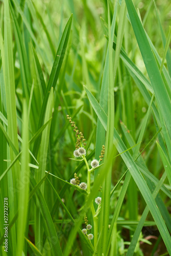 Laîche massue des marais, plante aquatique